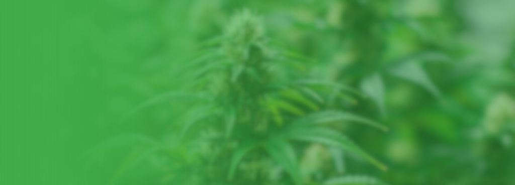 Cannabis Sustainability Requirements: The Game-Changing Metrics that Matter